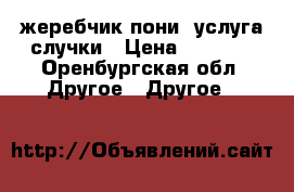жеребчик пони. услуга случки › Цена ­ 3 000 - Оренбургская обл. Другое » Другое   